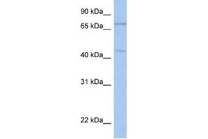Western Blotting (WB) image for anti-Immunoglobulin Superfamily Containing Leucine-Rich Repeat 2 (ISLR2) antibody (ABIN2459305) (ISLR2 抗体)