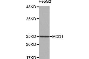 Western blot analysis of extracts of HepG2 cell line, using MXD1 antibody. (MXD1 抗体  (AA 1-221))
