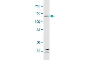 Western Blotting (WB) image for anti-Protocadherin 10 (PCDH10) (AA 18-127) antibody (ABIN528238)