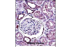 B Antibody (C-term) (ABIN657780 and ABIN2846754) immunohistochemistry analysis in formalin fixed and paraffin embedded human kidney tissue followed by peroxidase conjugation of the secondary antibody and DAB staining. (BMP7 抗体  (C-Term))