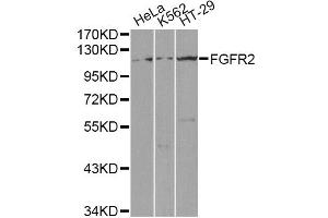 Western blot analysis of extracts of various cell lines, using FGFR2 antibody (ABIN1872688) at 1:1000 dilution. (FGFR2 抗体)