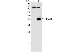 Western blot analysis using DAXX antibody against K562 cell lysate (1). (DAXX 抗体)