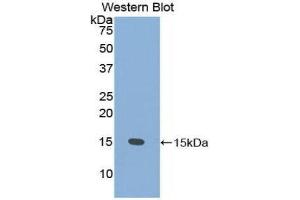Western Blotting (WB) image for anti-Prostate Stem Cell Antigen (PSCA) (AA 22-95) antibody (ABIN1860333) (PSCA 抗体  (AA 22-95))