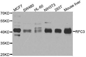 Western blot analysis of extracts of various cell lines, using RFC3 antibody. (RFC3 抗体  (AA 1-280))