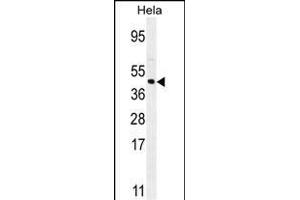 FOXL2 Antibody (N-term) (ABIN654125 and ABIN2844000) western blot analysis in Hela cell line lysates (35 μg/lane). (FOXL2 抗体  (N-Term))