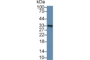 Western Blot; Sample: Mouse Cerebellum lysate; Primary Ab: 2µg/mL Rabbit Anti-Human GSTm3 Antibody Second Ab: 0. (GSTM3 抗体  (AA 8-223))