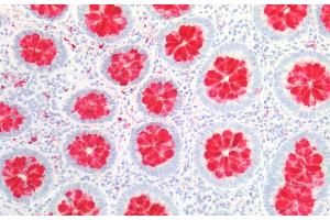 Detection of FcgBP in Human Colon Tissue using Polyclonal Antibody to Fc Fragment Of IgG Binding Protein (FcgBP) (FCGBP 抗体  (AA 5176-5344))