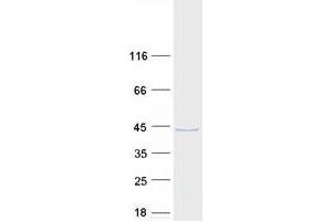 Validation with Western Blot