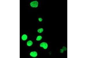 Anti-HOXC11 mouse monoclonal antibody (ABIN2454340) immunofluorescent staining of COS7 cells transiently transfected by pCMV6-ENTRY HOXC11 (RC201475). (HOXC11 抗体  (AA 1-304))