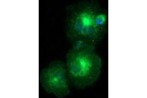 Anti-LMAN1 mouse monoclonal antibody (ABIN2453990) immunofluorescent staining of COS7 cells transiently transfected by pCMV6-ENTRY LMAN1 (RC207088). (LMAN1 抗体)