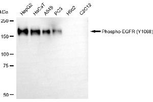 Western blotting analysis using phospho-EGFR (Y) antibody (ABIN7798467). (Recombinant EGFR 抗体  (pTyr1068))