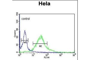 FMOD Antibody (C-term) (ABIN653190 and ABIN2842740) flow cytometric analysis of Hela cells (right histogram) compared to a negative control cell (left histogram). (Fibromodulin 抗体  (C-Term))