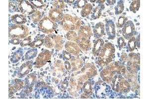 HSPBAP1 antibody was used for immunohistochemistry at a concentration of 4-8 ug/ml to stain Epithelial cells of renal tubule (arrows) in Human Kidney.
