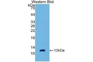 Western Blotting (WB) image for anti-Chemokine (C-C Motif) Ligand 7 (CCL7) (AA 24-97) antibody (ABIN1869125) (CCL7 抗体  (AA 24-97))