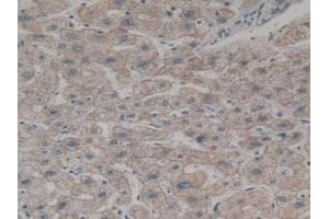 IHC-P analysis of Human Liver Tissue, with DAB staining. (BMF 抗体  (AA 1-181))