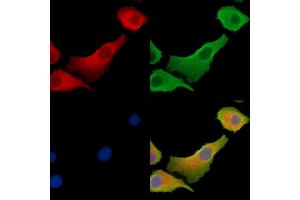 ABIN7095402 and ABIN7099459 staining Hela cells by IF/ICC. (Calsyntenin 2 抗体)