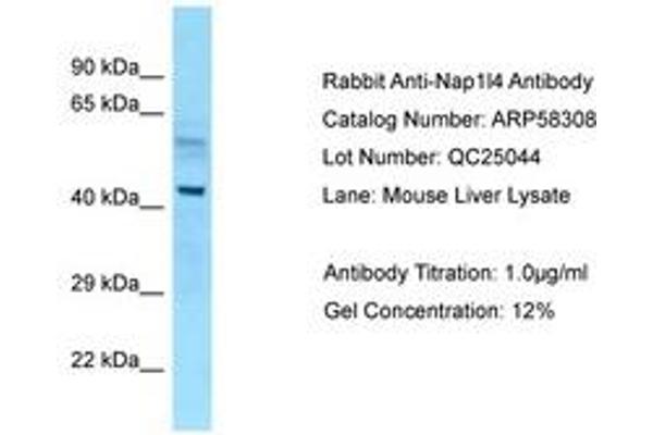 NAP1L4 antibody  (AA 89-138)