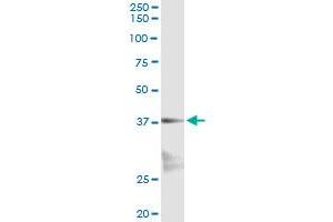Immunoprecipitation of NKX2-5 transfected lysate using anti-NKX2-5 monoclonal antibody and Protein A Magnetic Bead , and immunoblotted with NKX2-5 MaxPab rabbit polyclonal antibody. (NK2 Homeobox 5 抗体  (AA 1-130))