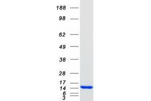 Validation with Western Blot