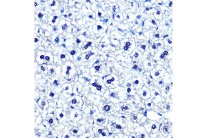 Immunohistochemistry of paraffin-embedded mouse liver using POU2F1/POU2F1/OCT1 Rabbit mAb (ABIN7269495) at dilution of 1:100 (40x lens). (POU2F1 抗体)