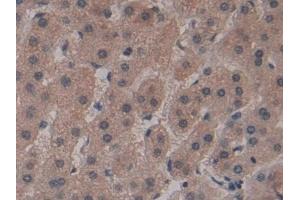 Immunohistochemistry (IHC) image for anti-Frizzled Family Receptor 1 (Fzd1) (AA 117-322) antibody (ABIN7435805)