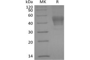 CD24 Molecule (CD24) (Active) protein (mFc Tag)