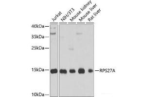 Western blot analysis of extracts of various cell lines using RPS27A Polyclonal Antibody at dilution of 1:1000. (RPS27A 抗体)