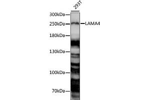 Western blot analysis of extracts of 293T cells, using L antibody (ABIN7268183) at 1:1000 dilution. (LAMa4 抗体  (AA 1-100))