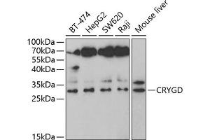 Western blot analysis of extracts of various cell lines, using CRYGD antibody (ABIN6128995, ABIN6139081, ABIN6139082 and ABIN6221410) at 1:1000 dilution. (CRYGD 抗体  (AA 18-117))