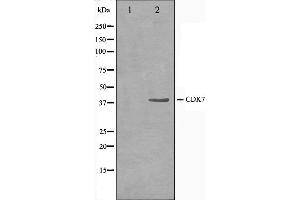 Western blot analysis on HeLa cell lysate using CDK7 Antibody,The lane on the left is treated with the antigen-specific peptide. (CDK7 抗体  (Internal Region))