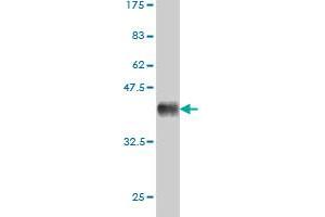 Western Blot detection against Immunogen (36. (CSF1R 抗体  (AA 21-120))