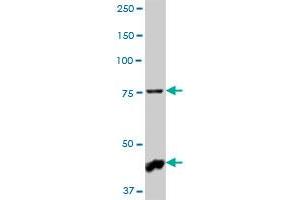 NHLRC2 MaxPab polyclonal antibody. (NHLRC2 抗体  (AA 1-367))