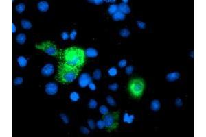 Anti-PGAM2 mouse monoclonal antibody (ABIN2454962) immunofluorescent staining of COS7 cells transiently transfected by pCMV6-ENTRY PGAM2 (RC200701). (PGAM2 抗体)