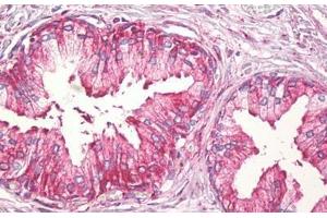 Anti-TNFSF12 / TWEAK antibody IHC staining of human prostate. (TWEAK 抗体  (AA 41-90))