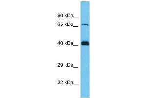 Western Blotting (WB) image for anti-Secretion Regulating Guanine Nucleotide Exchange Factor (SERGEF) (C-Term) antibody (ABIN2791907) (SERGEF 抗体  (C-Term))