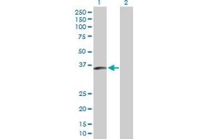 Western Blot analysis of SLC25A40 expression in transfected 293T cell line by SLC25A40 MaxPab polyclonal antibody. (SLC25A40 抗体  (AA 1-338))