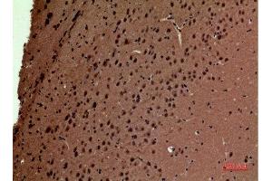 Immunohistochemistry (IHC) analysis of paraffin-embedded Mouse Brain, antibody was diluted at 1:100. (POLR3G 抗体  (Internal Region))