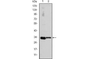 Western Blotting (WB) image for anti-Cyclin D3 (CCND3) antibody (ABIN1845423) (Cyclin D3 抗体)