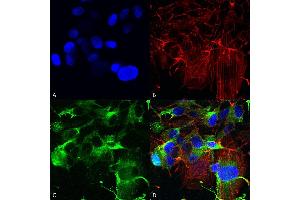 Immunocytochemistry/Immunofluorescence analysis using Mouse Anti-GluA1/GluR1 Monoclonal Antibody, Clone S355-1 (ABIN2485607). (Glutamate Receptor 1 抗体  (AA 1-389) (PerCP))