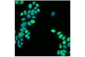 Immunofluorescence (IF) image for anti-GATA Binding Protein 3 (GATA3) antibody (ABIN967621) (GATA3 抗体)