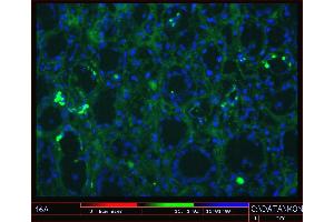 Image no. 1 for anti-Cadherin 11 (CDH11) antibody (ABIN335403) (OB Cadherin 抗体)