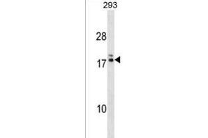 HIATL2 Antibody (N-term) (ABIN1538895 and ABIN2838153) western blot analysis in 293 cell line lysates (35 μg/lane). (HIATL2 抗体  (N-Term))