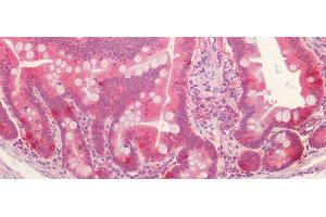 Detection of LOXL1 in Human Small Intestine Tissue using Polyclonal Antibody to Lysyl Oxidase Like Protein 1 (LOXL1) (LOXL1 抗体  (AA 369-574))