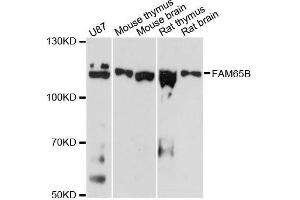 Western blot analysis of extracts of various cell lines, using FAM65B antibody (ABIN5996577) at 1:3000 dilution. (FAM65B 抗体)
