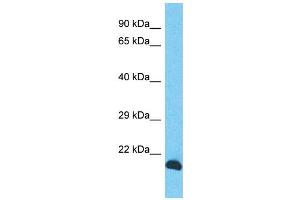 Host: Rabbit Target Name: INO80C Sample Type: PANC1 Whole cell lysates Antibody Dilution: 1. (INO80C 抗体  (N-Term))