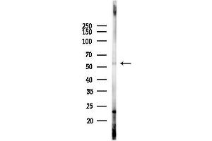 anti-TNF Receptor-Associated Factor 2 (TRAF2) (C-Term) antibody