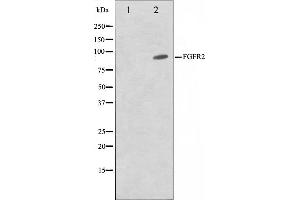 Western blot analysis on A549 cell lysate using FGFR2 Antibody,The lane on the left is treated with the antigen-specific peptide. (FGFR2 抗体  (C-Term))