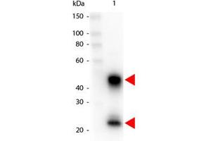 Image no. 1 for Goat anti-Mouse IgG (Whole Molecule) antibody (HRP) (ABIN300626) (山羊 anti-小鼠 IgG (Whole Molecule) Antibody (HRP))