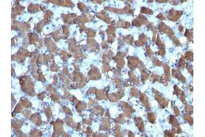 Formalin-fixed, paraffin-embedded human Liver stained with HepPar-1 Mouse Monoclonal Antibody (HepPar1). (Hepatocyte Specific Antigen 抗体)