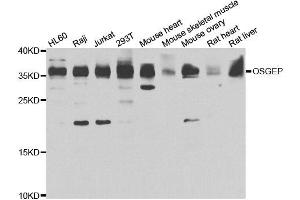 Western blot analysis of extracts of various cell lines, using OSGEP antibody.